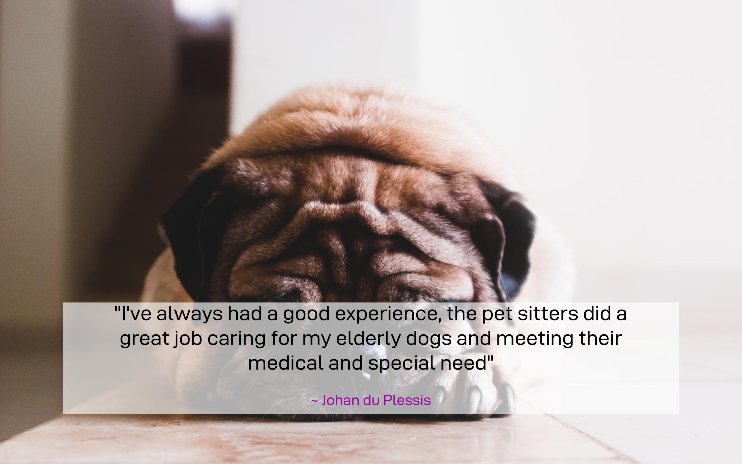 Pet Sitter Gauteng Johannesburg & Pretoria Team Pet Sitters Pet