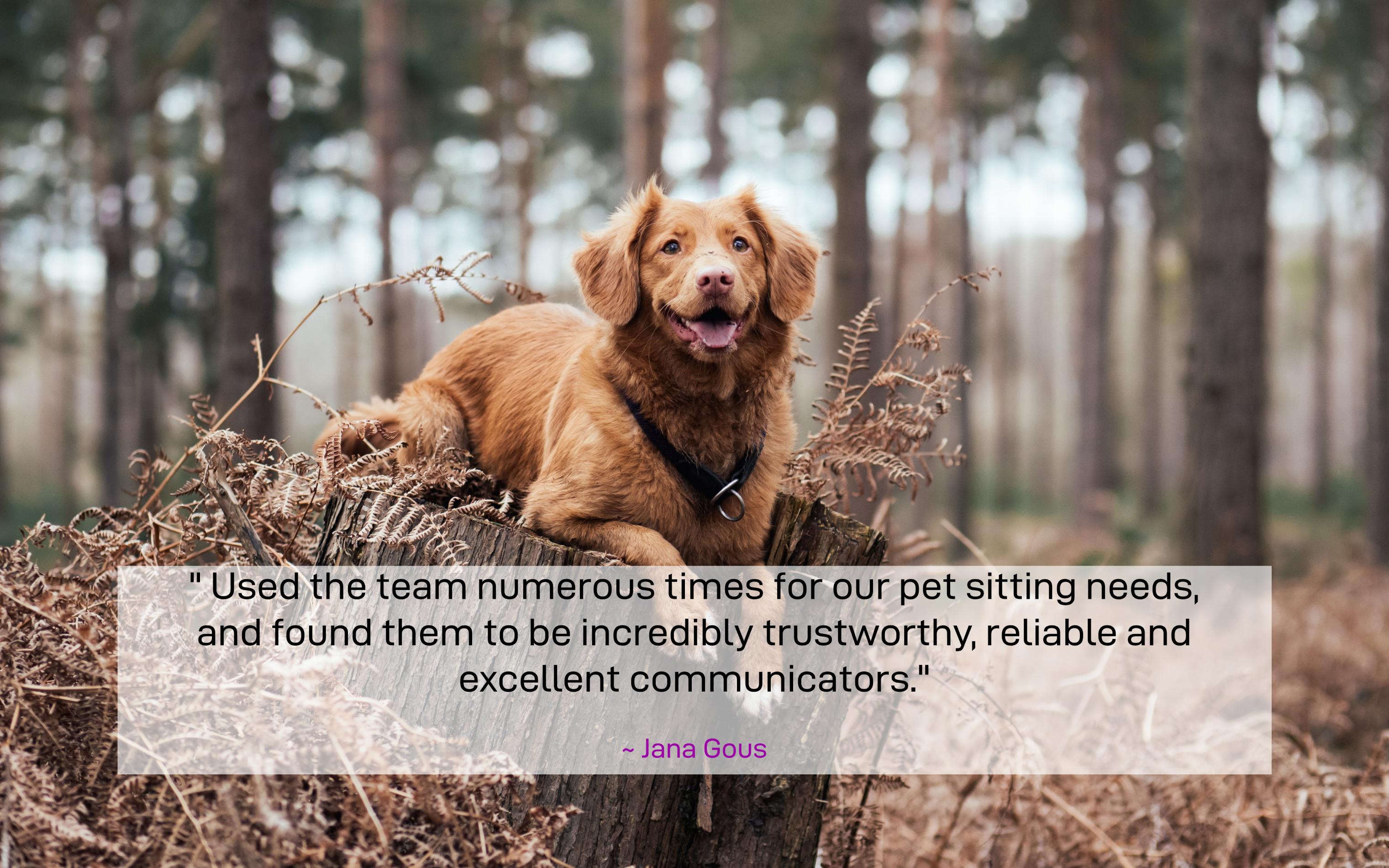 Pet Sitter Gauteng Johannesburg & Pretoria Team Pet Sitters Pet